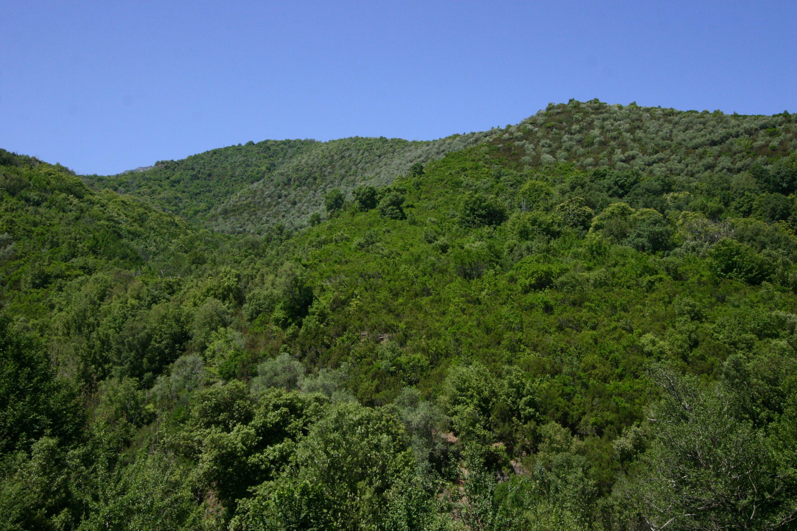 Les oliveraies qui occupent encore une grande partie de certains versants à l’entrée des vallons de Casacconi sont aujourd'hui à l'abandon, envahies par un maquis à cistes dominant. Elles restent cependant bien lisibles dans le paysage végétal auquel elles donnent des tonalités argentées et une texture particulière, rugueuse et grenue