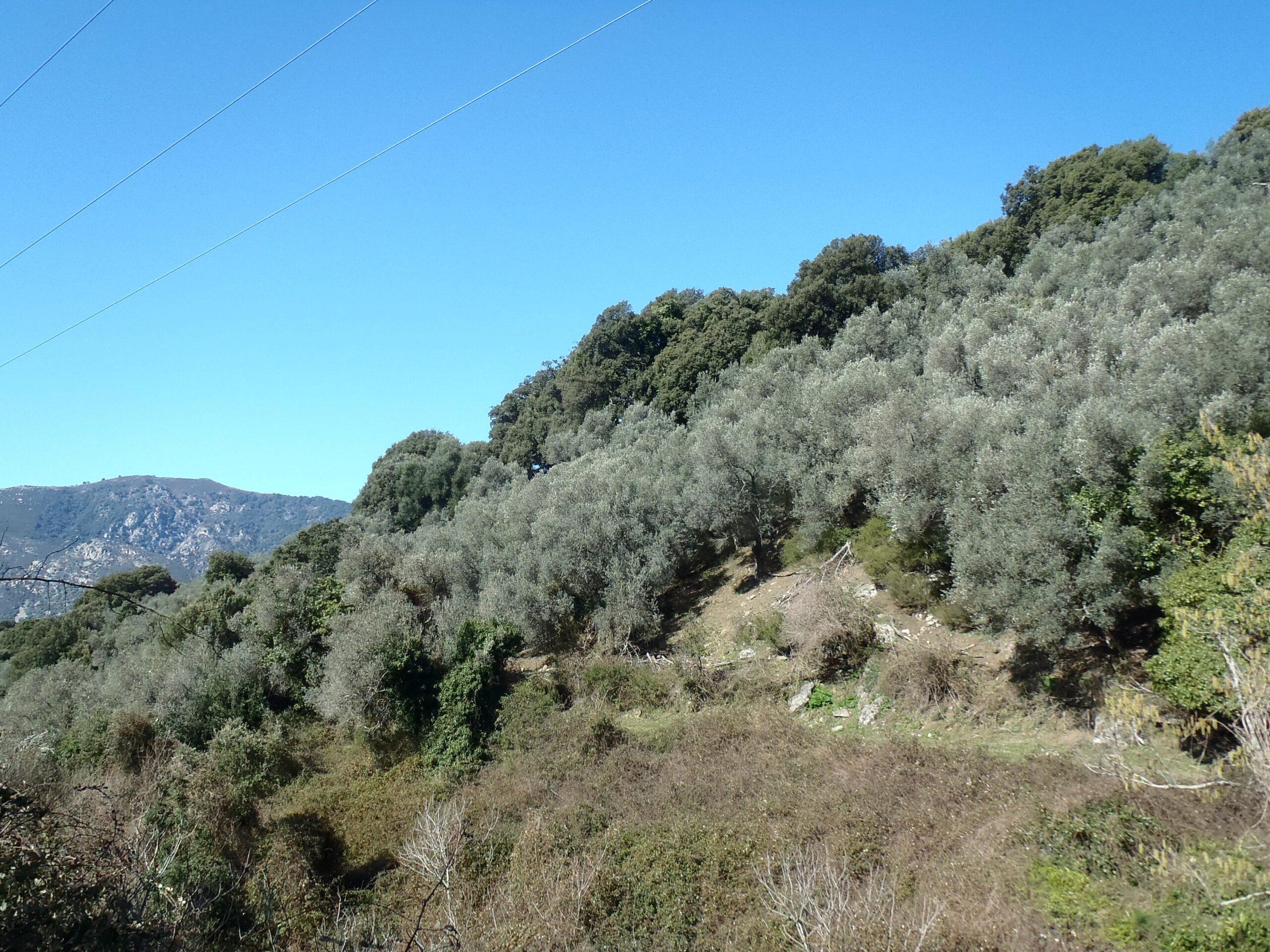 De beaux vergers d'oliviers viennent enrichir la palette végétale des versants boisés dans la partie basse de l'ensemble, où l'altitude et le climat leur sont favorables.